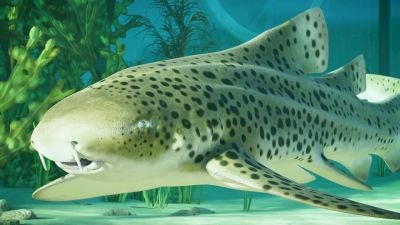 Planet Zoo 2 - Official Animal Spotlight: Indo-Pacific Leopard Shark Trailer