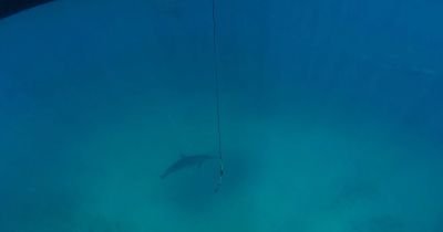 IA identifica espécies de golfinhos pelos assobios; saiba mais