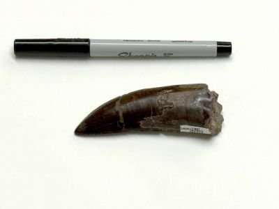 T. rex era de sangue quente? Dentes fossilizados ajudam a responder um dos mistérios dos dinossauros